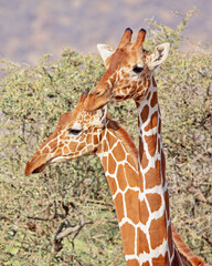 Obraz premium Giraffe on near forest. Nakuru lake region, Africa 