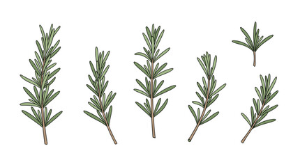 Fototapeta premium Six separate rosemary herb sprigs with green needle leaves and brown stems are scattered across a horizontal white background in a simple illustration.