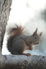 Obraz premium Ecureuil