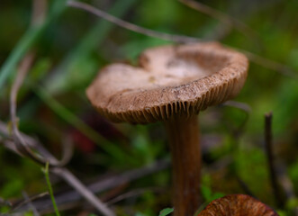 Fototapeta premium Fibrous Mushroom Growing in Grass on Mountain