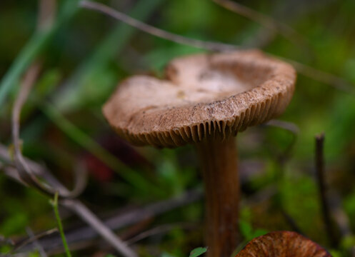 Fibrous Mushroom Growing in Grass on Mountain