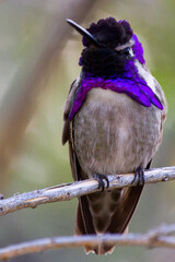 Purple-throated Woodstar - Calliphlox mitchellii hummingbird, one of two Philodice species, found in Colombia, Ecuador and Panama, small violet, purple bird from South America, face to face © magic photography 
