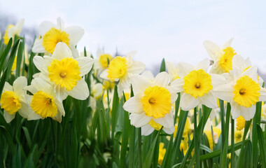 Obraz premium Beautiful spring floral landscape. blooming white-yellow daffodil flowers close up, abstract nature background. spring flowers of narcissus growth in garden. 