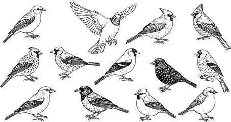 Hand drawn botanical wildflower meadow border and bird sketches including poppy sunflower daisy tulip and sparrow line art vector illustrations set. © Rubel