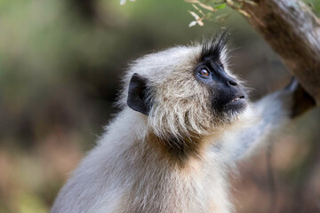 Fototapeta premium The Indian langurs ( Semnopithecus ) are a primate genus of the slender-faced monkeys within the family Cercopithecidae