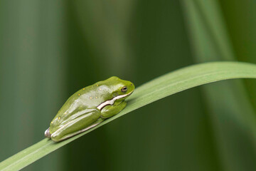Glass Frog on Green Leaf in Tropical Rainforest