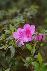 Close-up of bright pink azalea flowers in bloom. The image highlights delicate petals and vibrant color, suitable for spring, gardening, botanical, and floral background concepts.
