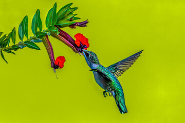 Hummingbird feeding on nectar from flower © picture pro