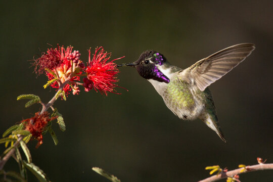 Hummingbird feeding on nectar from flower