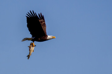A Steller's sea eagle soaring gracefully above a tranquil body of water, its keen eyes trained on a potential meal flying in the sky in Japan © picture pro