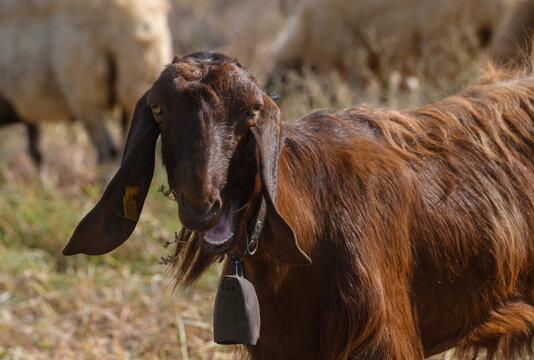 Damascus goat with distinctive long ears and Roman nose