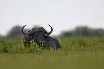 African Cape Buffalo (Syncerus caffer) Resting in Tall Green Grass