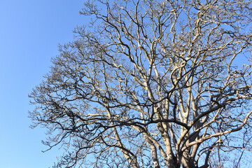 葉を落とした冬の木々、寒空の下で春を待つ