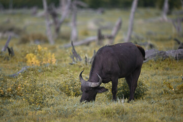 Obraz premium African Cape Buffalo (Syncerus caffer) Grazing in Savanna Grassland