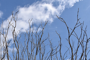 葉を落とした冬の木々、寒空の下で春を待つ