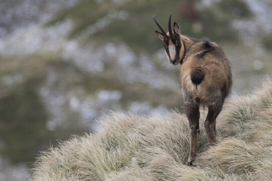 Abruzzo chamos (Rupicapra pyrenaica ornata)