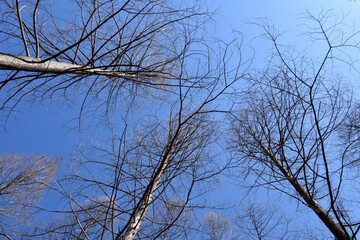 葉を落とした冬の木々、寒空の下で春を待つ