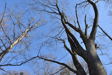 葉を落とした冬の木々、寒空の下で春を待つ