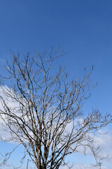 葉を落とした冬の木々、寒空の下で春を待つ