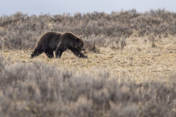 Grizzly bear sow grazing on lush spring grasses in Yellowstone National Park in Wyoming, US © picture pro