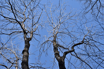 葉を落とした冬の木々、寒空の下で春を待つ