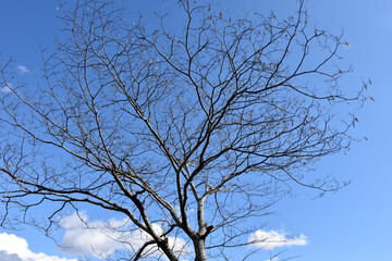 葉を落とした冬の木々、寒空の下で春を待つ