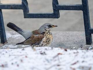 A Fieldfare perching on snowdrift on a sidewalk in the city