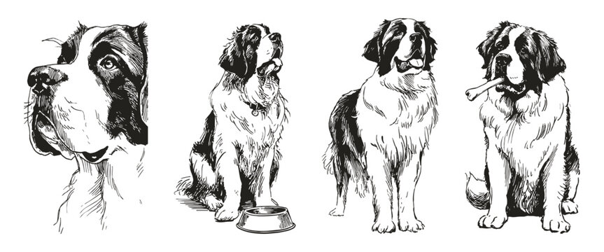Saint Bernard dog breed pencil sketch drawing style. Collection shows portraits, sitting and standing poses with bowl and bone. Illustration for veterinary clinic branding or pet care print.