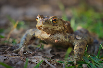 Naklejka premium Bufo bufo. Common (European) toad siting on the ground, European toad in the natural environment. Bufo bufo. Wildlife