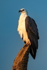 A White-bellied Sea Eagle stands alert on a weathered tree stump, its white chest glowing in warm light against a clear blue sky, showcasing the calm authority of this coastal raptor.