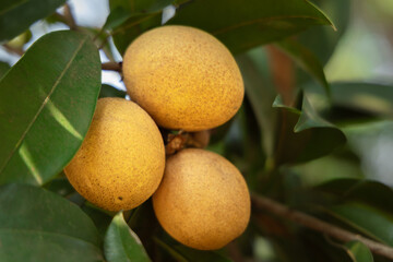 Close-up of ripe sapodilla fruits growing on tree branch surrounded by glossy green leaves in tropical orchard.