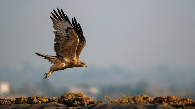 A powerful action photograph of a Bonelli&rsquo;s eagle launching into flight with wings fully spread above rocky terrain. Captured in natural light, the image highlights the strength and agility.