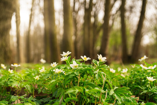 White flowers bloom in a green forest for rewilding efforts. Meadow of wood anemones