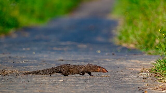 A low-angle wildlife photograph of an Indian grey mongoose cautiously crossing a quiet paved road, surrounded by lush green vegetation.