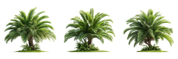 Fototapeta premium Set of Canary Island Date Palm Images on transparent png background. Ai generated