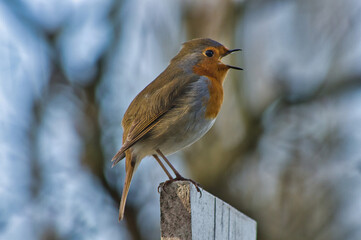 European Robin singing in the morning (Erithacus Rubecula)
