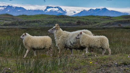 Icelandic sheep in the field