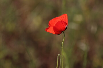 Obraz premium poppy flower on a background of green grass in the meadow
