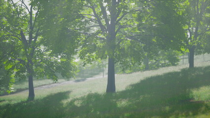 Obraz premium Bright sunlight filters through the leaves of tall trees in a peaceful park. Soft grass covers the hill while a tranquil path winds through the greenery. A gentle breeze adds life to the scene.