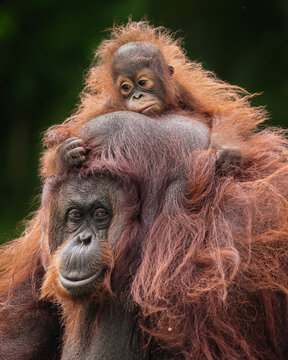 A mother orangutan with shaggy orange fur carries her wide-eyed baby on her back. They look calm and bonded against a soft, dark green background, 25 February 2026 Indonesia