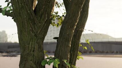 Obraz premium In the soft glow of morning, a sturdy tree stands tall, its textured bark and vibrant leaves offering a serene contrast to the urban background. The peaceful scene invites stillness amidst the city.