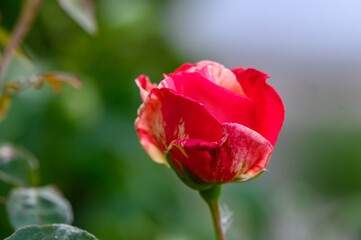 Obraz premium Close-Up of Red Rose with Soft Green Background