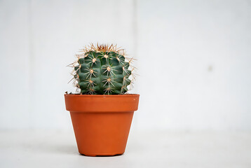 Cactus small potted with sharp spines in terracotta pot featuring succulent, plant, green with prickly and thorny elements for desert, indoor projects, clean composition on simple background