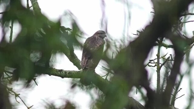 Common Buzzard (Buteo buteo) Perched on Tree Branch Grooming Feathers at Sunny Summer Sunrise, Saarbr&uuml;cken, Saarland, Germany
