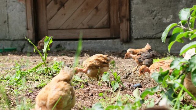 Flock of small, young broiler chickens wandering freely on the ground in a rural farmyard, pecking at grass and foraging for food in the bright summer sun near a hen house