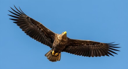 Obraz premium Majestic eagle soaring through clear blue sky with wings spread wide