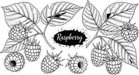 Raspberry botanical illustration set, detailed berry branch leaves and fruit sketch isolated on white background vintage style © MDKANAL