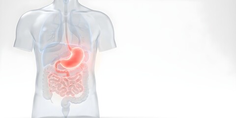 High-End Medical 3D Visualization of Translucent Torso Highlighting Inflammation, Pain with Clean Lighting - Ultra High Resolution Illustration
