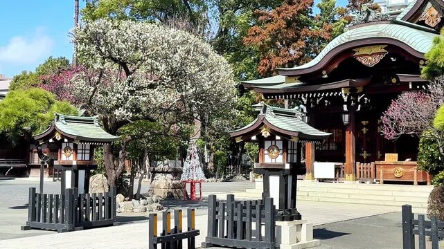 Traditional shrine hall surrounded by blooming plum trees