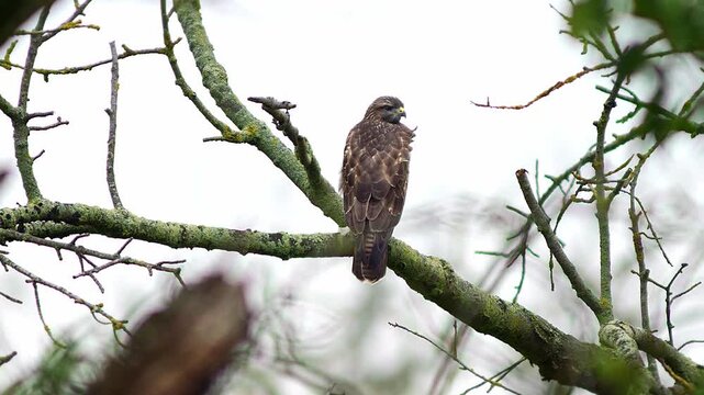 Common Buzzard (Buteo buteo) Perched on Tree Branch Grooming Feathers at Sunny Summer Sunrise, Saarbr&uuml;cken, Saarland, Germany